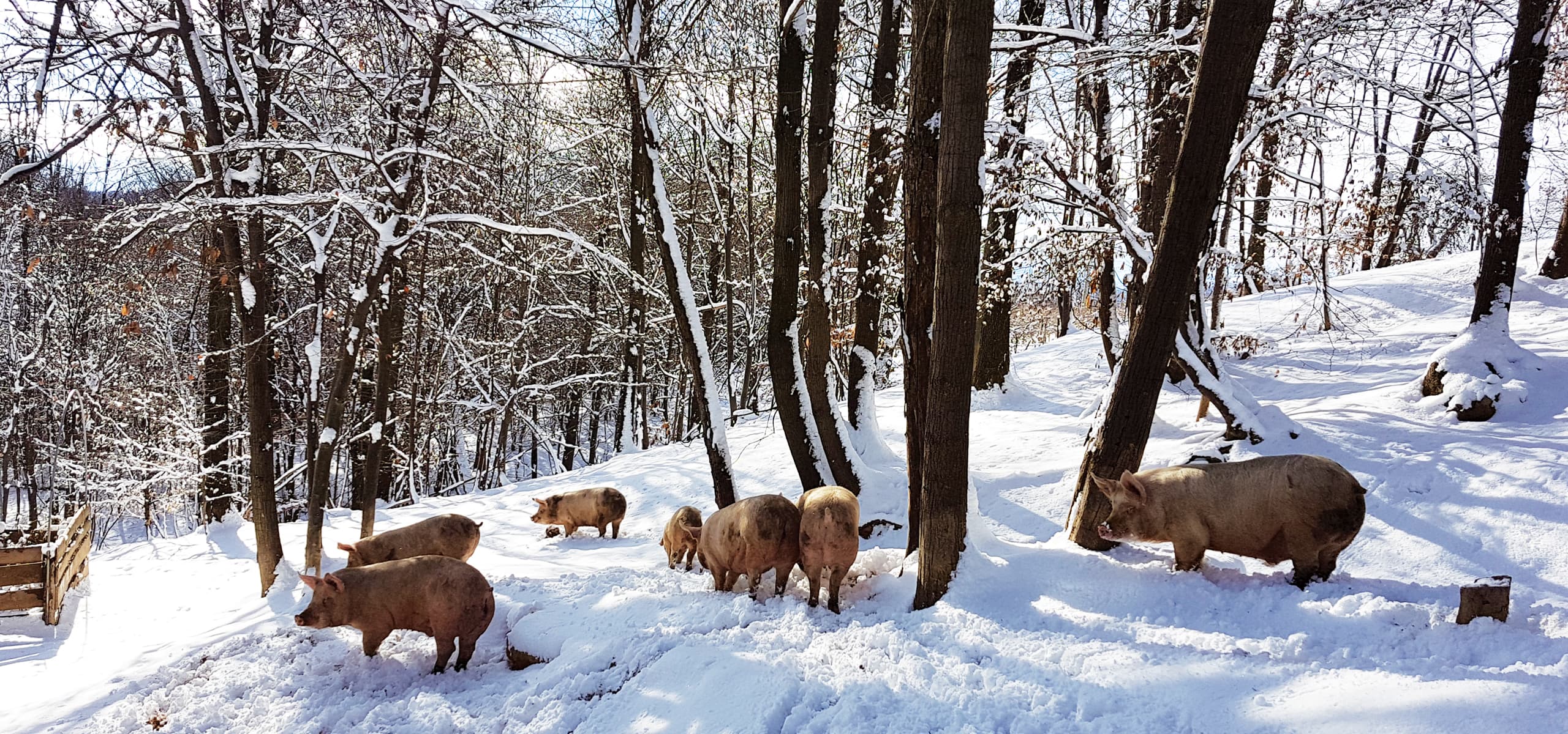 Maiali allevati all'aperto I Porci Comodi Brizio - Inverno