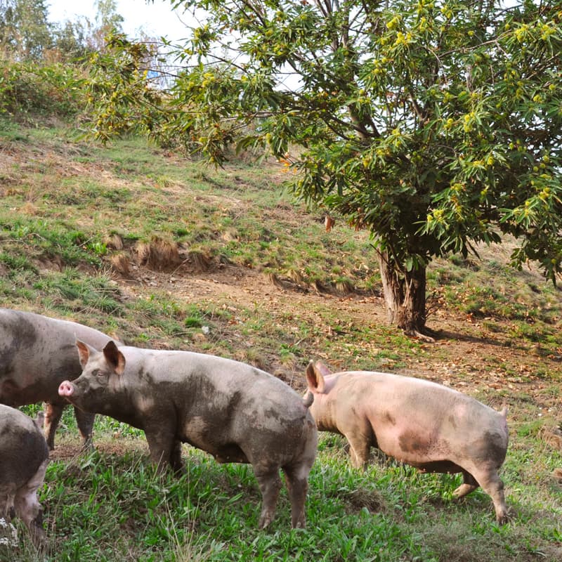 2012 I PORCI COMODI Brizio, suini allevati all'aperto