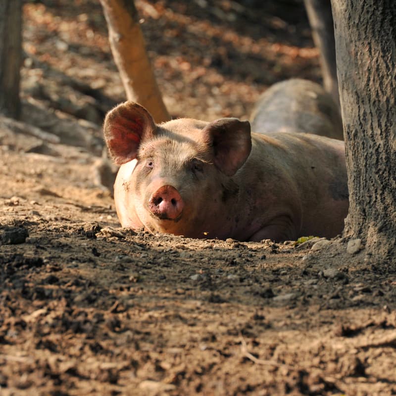 2012 I PORCI COMODI Brizio, suini che vivono in libertà