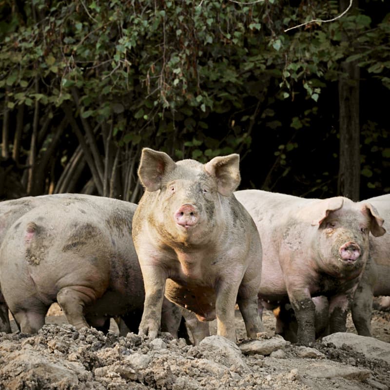 2012 I PORCI COMODI Brizio, suini allevati liberi