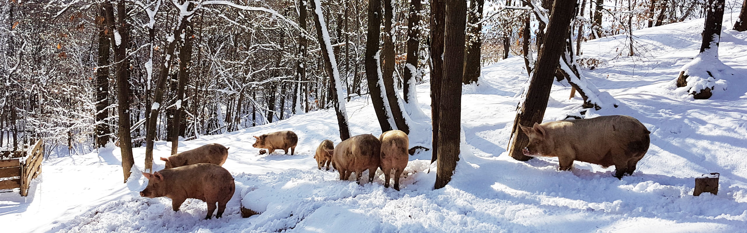 Maiali allevati all'aperto per i salumi I Porci Comodi Brizio
